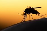 Jede meso i izaziva oštećenje kože: Nova bolest koju prenose komarci može da bude opasna po ljude