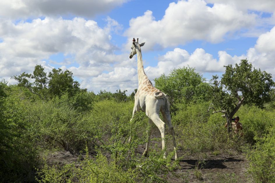 Jedina bela žirafa na svetu opremljena GPS uređajem