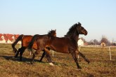 Jedini azil za konje na Balkanu: Evo u kom gradu se nalazi VIDEO