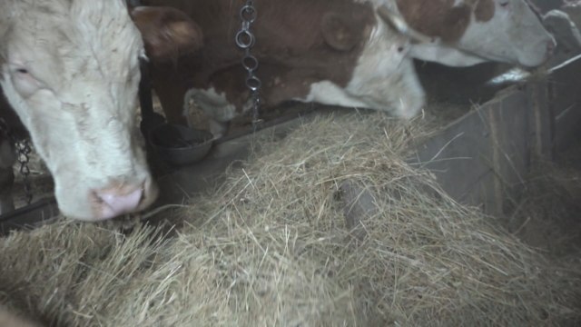 Jedini konzervans koji se koristi je so: Zlatiborske krave sada daju organsko mleko