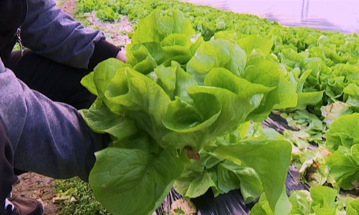 Jedinstvena proizvodnja zelene salate