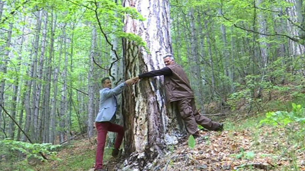 Jedinstvena šuma krimskog bora na padinama Crnooka