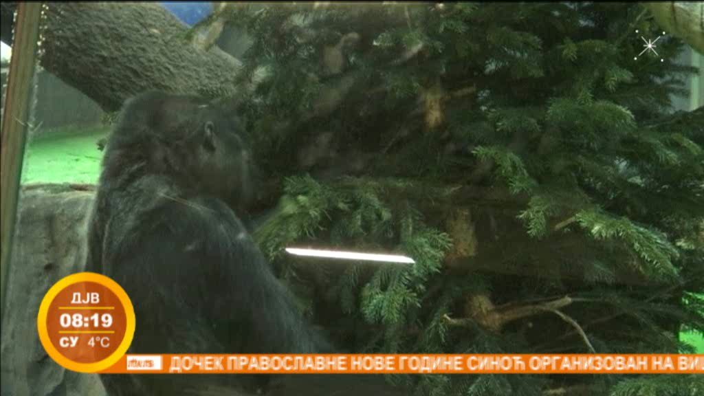 Jelke sa busenom u Moskvi završavaju u zoološkom vrtu