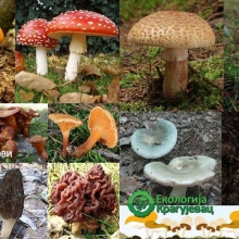 Jestive gljive i njihove otrovne dvojnice