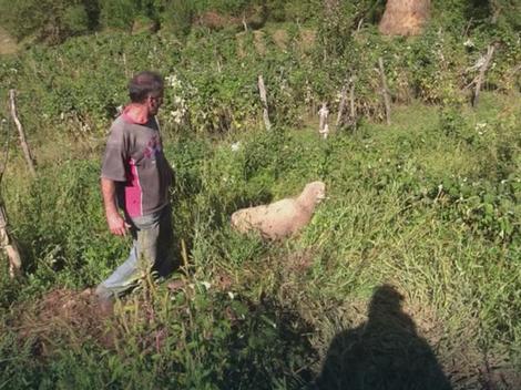 Jeziv prizor u selu kod Srebrenice: Čopor pasa lutalica zaklao 25 ovaca