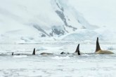 Jeziv snimak kitova ubica iz Japana, najmanje deset orki zarobljeno u ledu VIDEO