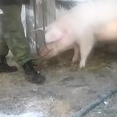 Jeziva smrt na farmi: Svinja ubila čoveka, pojela mu POLNI ORGAN!