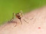 Još jedan tretman protiv komaraca u Nišu