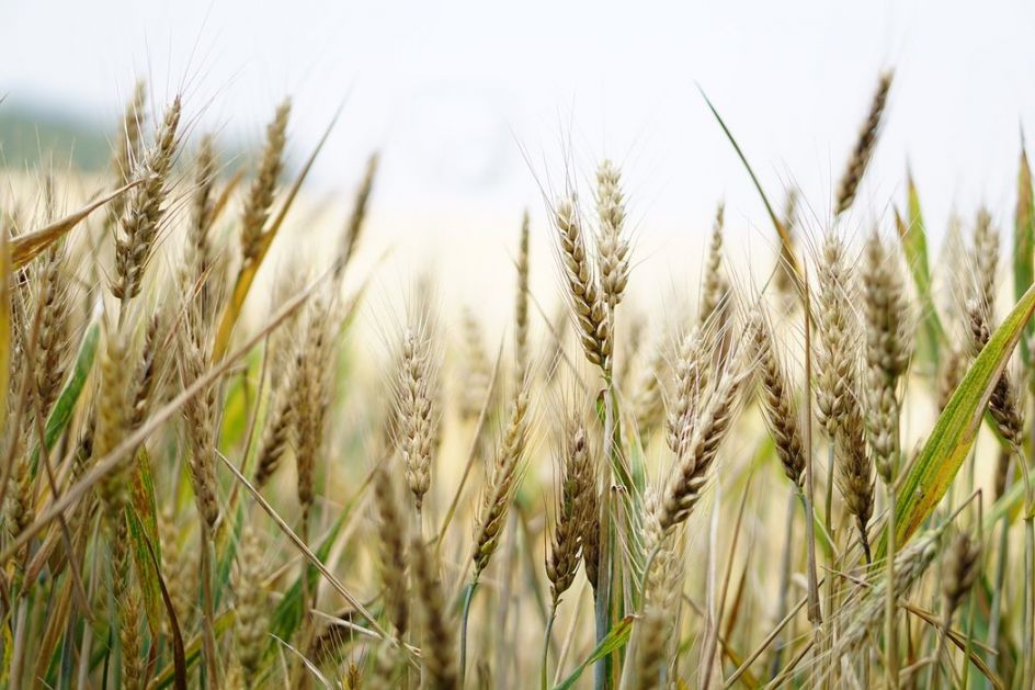 Još ne stiže pšenica iz uvoza