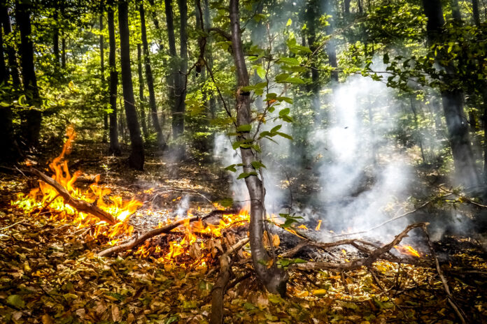Još se gasi požar kod Jasenovika, vatrogasci se bore sa vatrom na nepristupačnom terenu