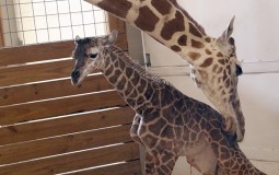 
					Jutjub uživo prenos rađanja žirafe drugi najgledaniji 
					
									