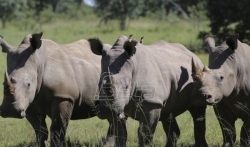 Južna Afrika najavila plan o trgovini rogovima nosoroga