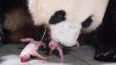 Južna Koreja i životinje: Panda rodila blizance u zoo-vrtu