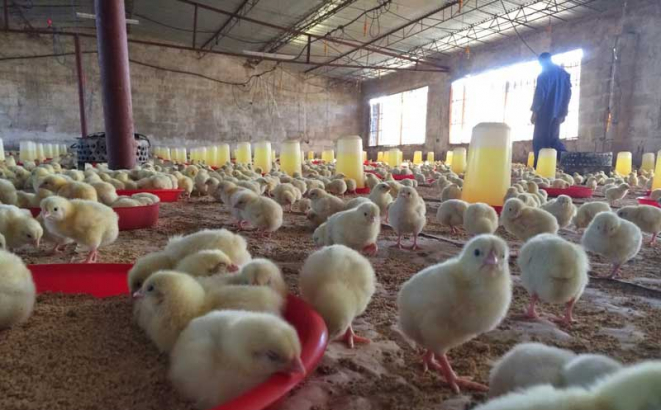 Južna Koreja zabranila uvoz živine iz Australije zbog ptičijeg gripa