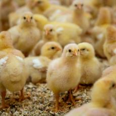 KAD PILIĆI UTIHNU: Milion i po koka platiće glavom pojavu ptičjeg gripa na farmi