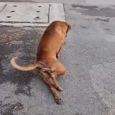KAKAV FOLIRANT! Pas glumi da mu je slomljena noga kako bi privukao pažnju prolaznika! (VIDEO)