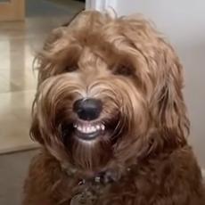 KAKAV NAMAZANKO! Ovaj pas se smeje, ali samo u JEDNOM slučaju! (VIDEO)