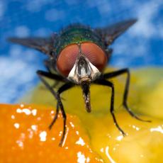 KAKO DA VAM SE OGADI MESO: Ako vas ujede OVAJ insekt, pretvorićete se u VEGETARIJANCA