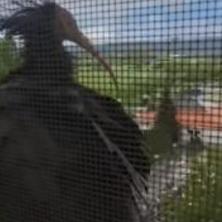 KAKO JE OVO MOGUĆE?! Boris na prozoru usnimio životinju za koju se veruje da je IZUMRLA PRE 400 GODINA (VIDEO)