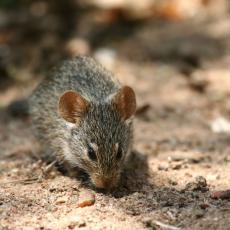 KAO DA NAM NIJE DOVOLJNA KORONA: U delovima Hrvatske pojavila se mišja groznica, zaraženo nekoliko desetina ljudi