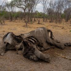 KATASTROFA NA JUGU AFRIKE: Za dva meseca 350 slonova palo mrtvo, a niko NEMA OBJAŠNJENJE šta se dešava