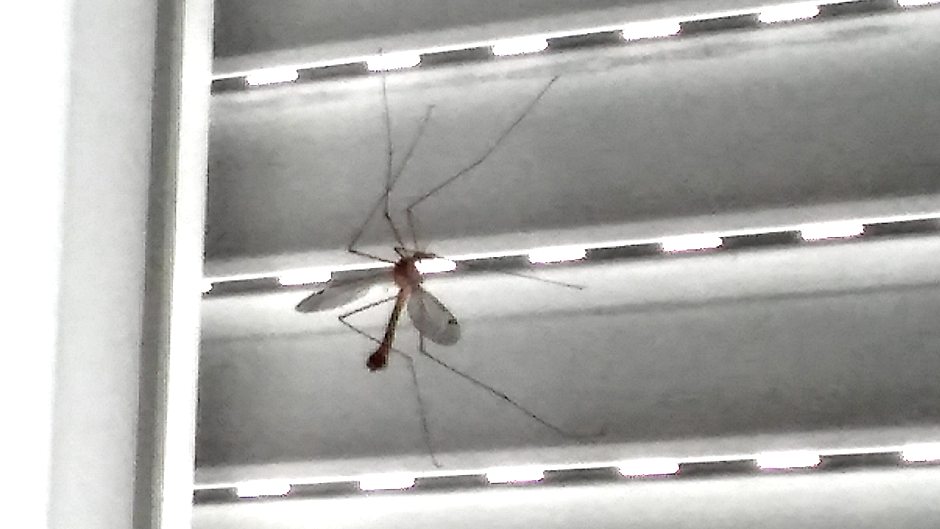 KONAČNO: Zaprašivanje komaraca!