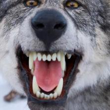 KRVAVI POKOLJ U SELU KORITA! Krvoločni vukovi ubijali sve pred sobom - meštani NE IZLAZE IZ KUĆA