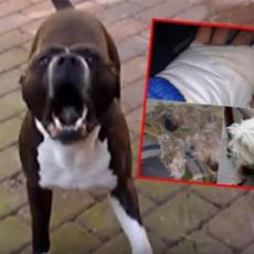 KRVOLOČNI STAFORD NAPAO DETE U SMEDEREVSKOJ PALANCI, drugom psu odgrizao nogu! (VIDEO)