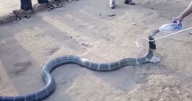 Kad kraljevska kobra ožedni, ne bira pojilo (VIDEO)