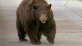 Kad medved prošeta ulicama u Kaliforniji