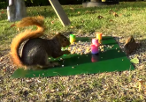 Kad se dve veverice posvađaju... (VIDEO)