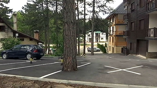 Kad se zbog parking mesta zabetonira bor