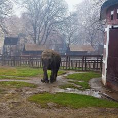 Kad zahladni u beogradski zoo-vrt po prvi put stiže OVA životinja