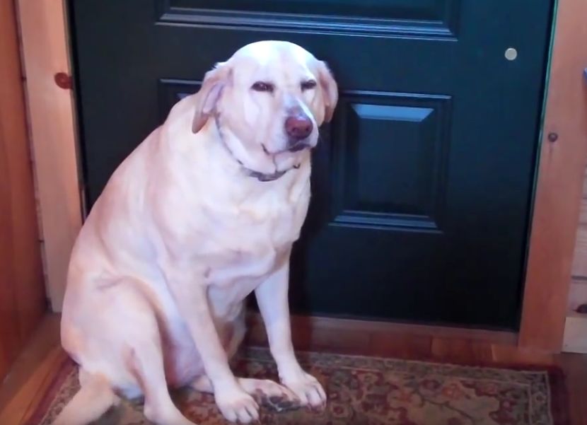Kada psi stave rep između nogu, pokušavaju da vam pošalju ovu poruku (VIDEO)