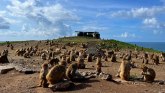 Kajo Santijago: Ostrvo majmuna koje pomaže naučnicima da razumeju ljudsko ponašanje