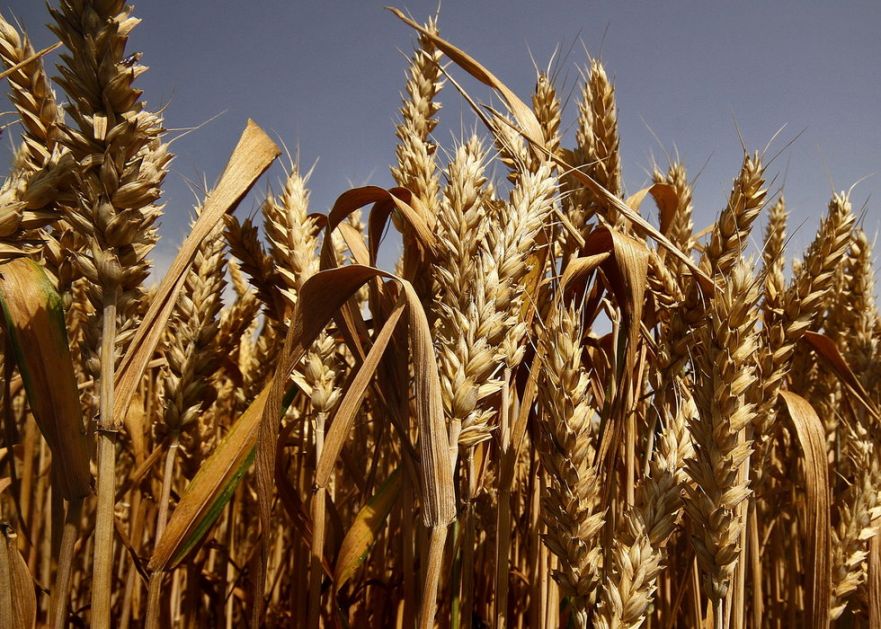 Kakav rod pšenice nas očekuje? (AUDIO)