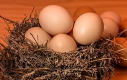 
					Kako da prepoznate sveža i kvalitetna jaja 
					
									