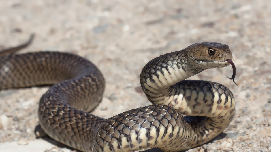 Kako da preživite ujed zmije