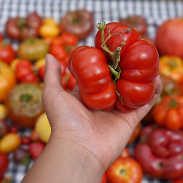 Kako da pripremite domaći kuvani paradajz – imamo proveren recept!