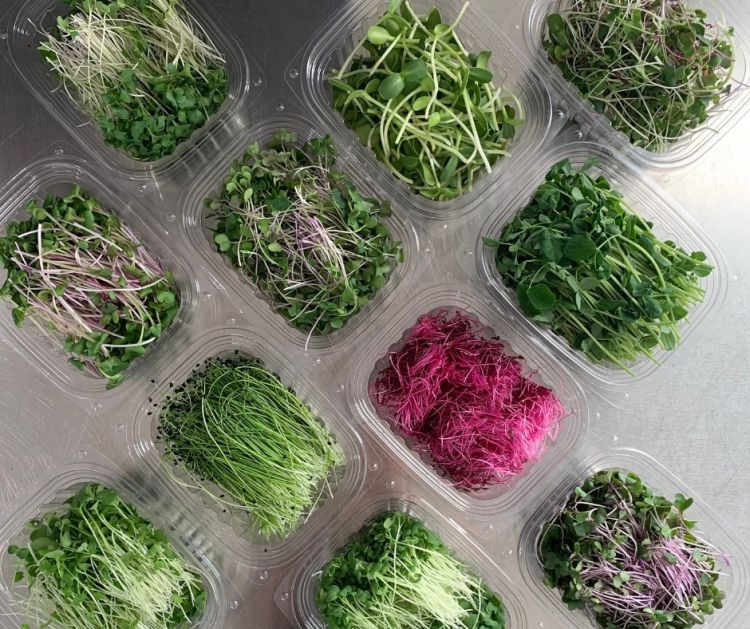Kako da sami uzgajate mikrobilje, superfood trend koji ne zahteva da imate baštu