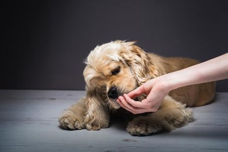 Kako da uklonite fleke od suza oko očiju psa
