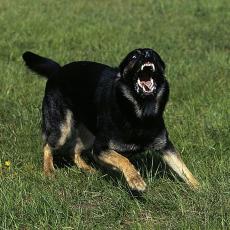 Kako je izgledao teror razjarenog psa: Jeziva ispovest Jagodinaca koje je napao mešanac Meda 