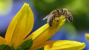 Kako je najveća pčela na svetu ponovo otkrivena