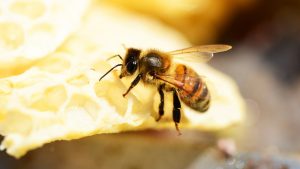 Kako klimatske promene ugrožavaju opstanak pčela?
