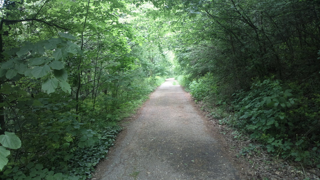 Kako klimatske promene utiču na urbane sredine i šume u Srbiji (AUDIO)