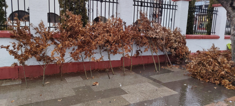 Kako pravilno odložiti badnjak posle Božića