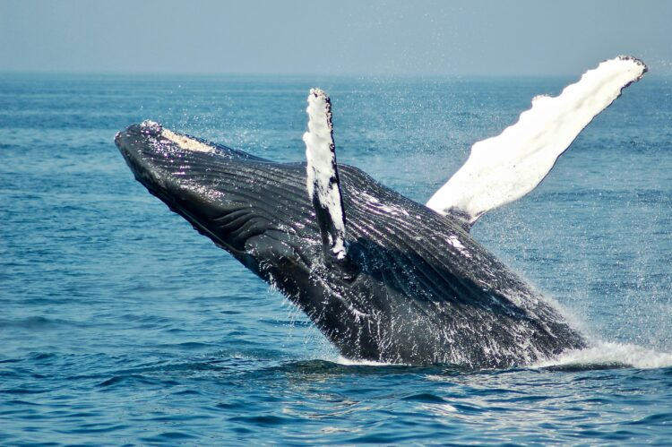 Kako pričati s kitovima: Okeanolozi uz pomoć AI otkrivaju obrasce njihovog jezika
