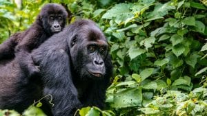 Kako priroda nagrađuje brižne tate gorile?