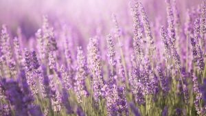 Kako se pravilno zaliva lavanda: Izbegnite ovu tipičnu grešku