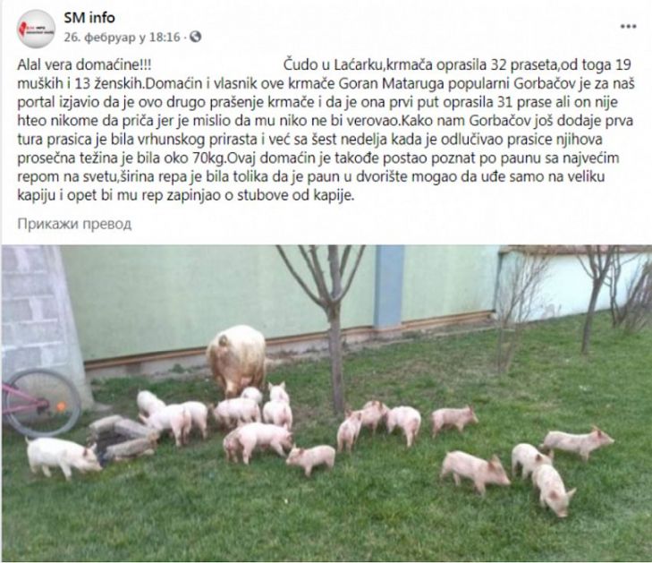 Priča o krmači sa 32 praseta i paunu koji ulazi na kant iliti kako su Laćarci za*jebancijom razotrkili medijsku sliku Srbije